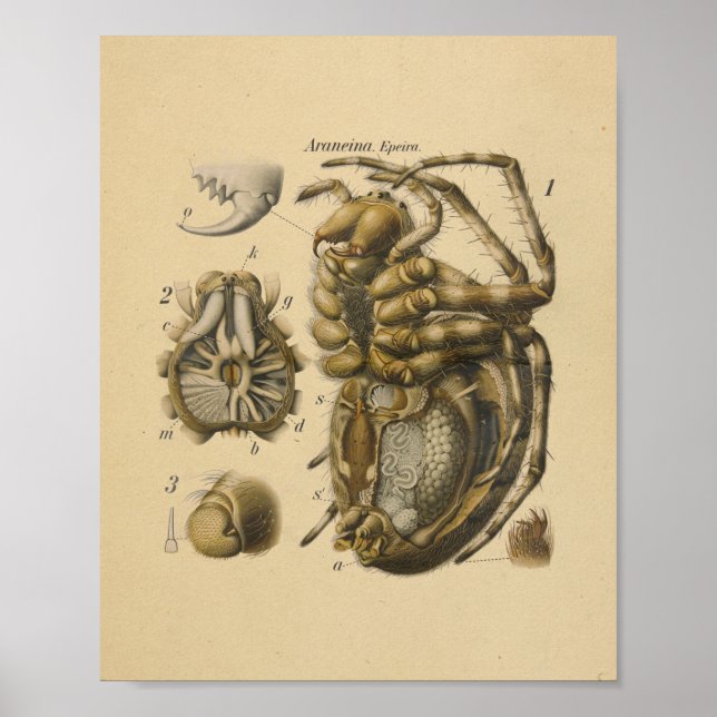 Spider Anatomy Print Paul Pfurtscheller Poster (Vorne)