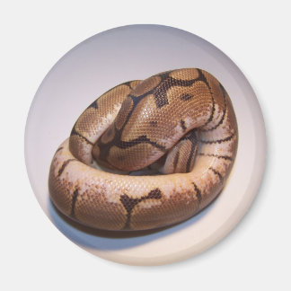 Spider Ball Python Magnet