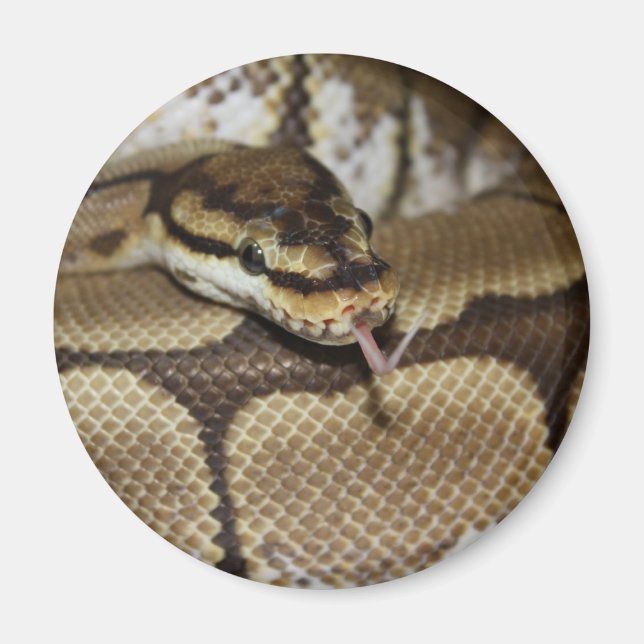 Spider Ball Python Magnet (Vorne)