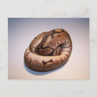 Spider Ball Python Postcard Postkarte