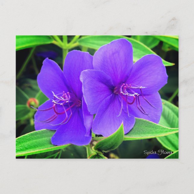 Spider-Blume [Postkarte] Postkarte (Vorderseite)