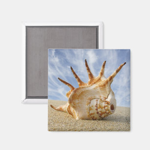 Spider Conch am Sandy Beach Magnet