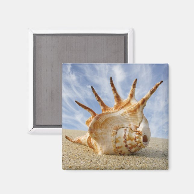 Spider Conch am Sandy Beach Magnet (Vorderseite/Rückseite)