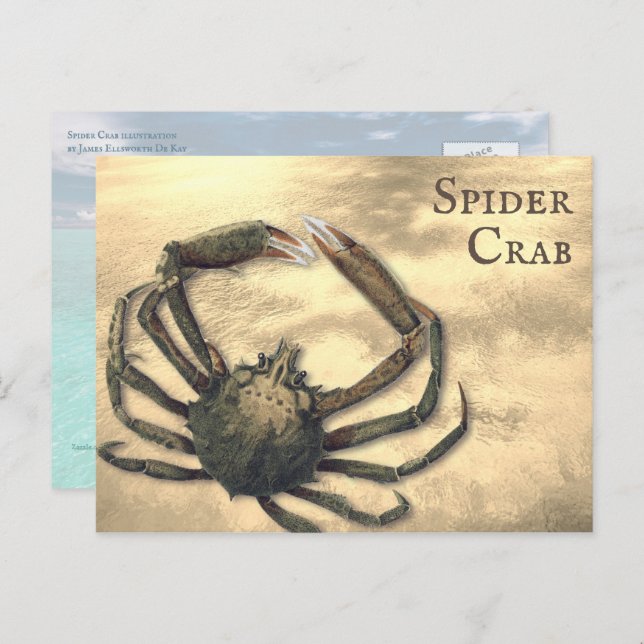 Spider Crab Illustrierter kundenspezifischer Jeden Postkarte (Vorne/Hinten)