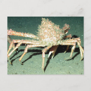 Spider Crab Postkarte