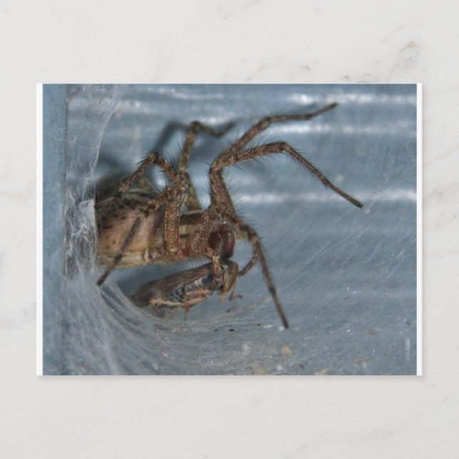 Spider Eating Postkarte (Vorderseite)