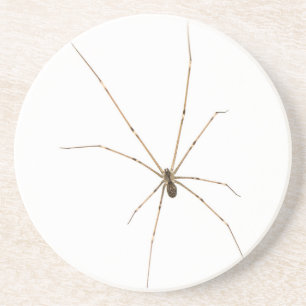 Spider Getränkeuntersetzer