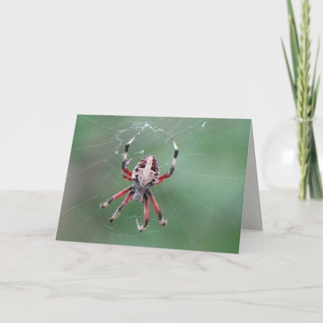 Spider Grußkarte Karte (Vorderseite)