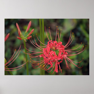 Spider Lily Poster