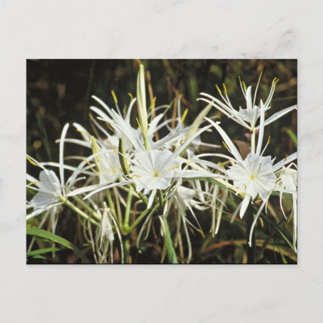 Spider Lily Postkarte (Vorderseite)
