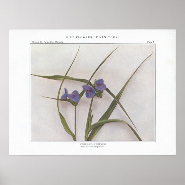 Spider Lily; Spiderwort - Tradescantia virginiana Poster (Vorne)