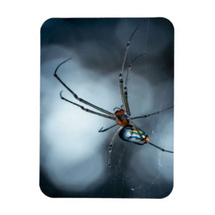 Spider Lovers Beauty Spider mit Weben Magnet