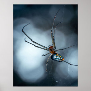 Spider Lovers Beauty Spider mit Weben Poster