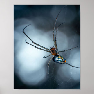 Spider Lovers | Beauty Spider mit Weben Poster
