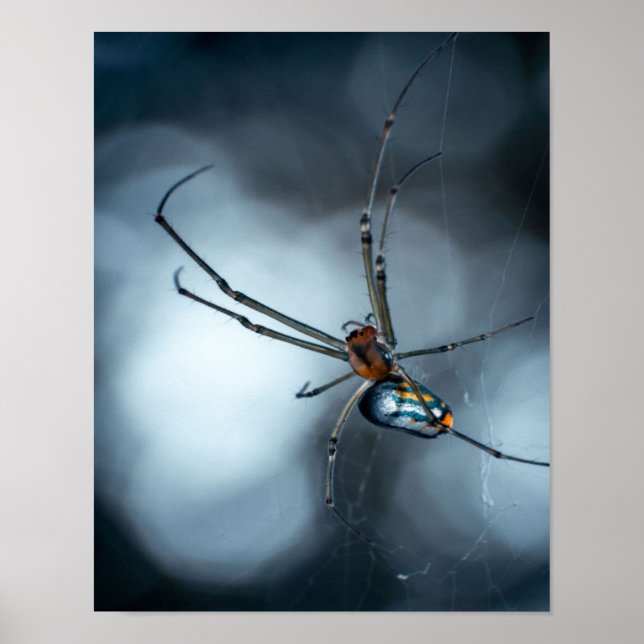 Spider Lovers | Beauty Spider mit Weben Poster (Vorne)