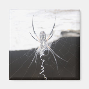 Spider Magnet