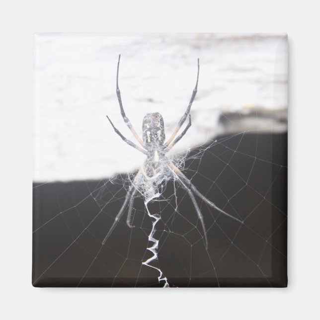 Spider Magnet (Vorne)