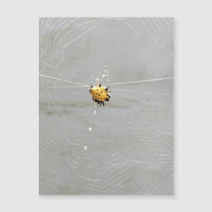 Spider Magnetkarte