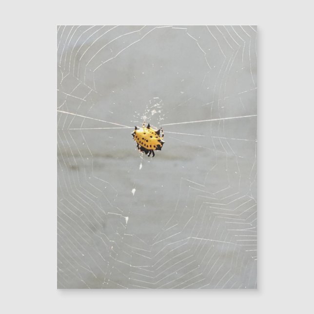 Spider Magnetkarte (Vorderseite)