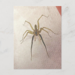 Spider Male Postcard Postkarte