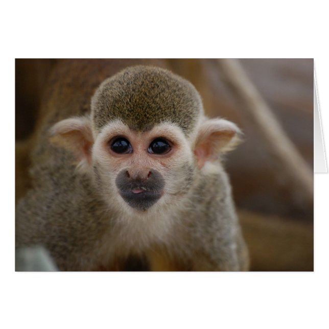 Spider Monkey (Vorderseite (Horizontal))