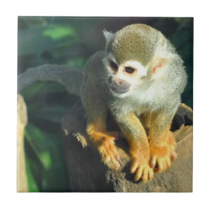 Spider Monkey Fliese