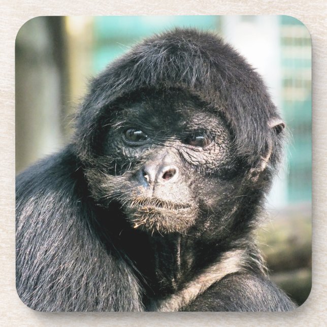 SPIDER MONKEY GETRÄNKEUNTERSETZER (Vorderseite)