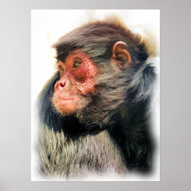 SPIDER MONKEY POSTER (Vorne)
