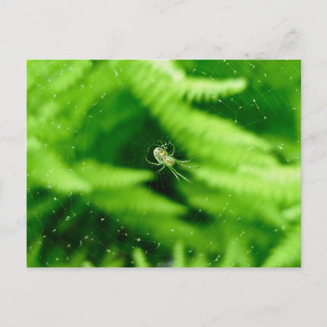 Spider Orb Weaver on Ferns Postcard Postkarte (Vorderseite)