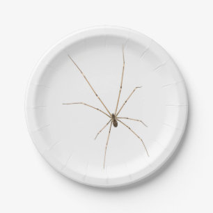 Spider Pappteller
