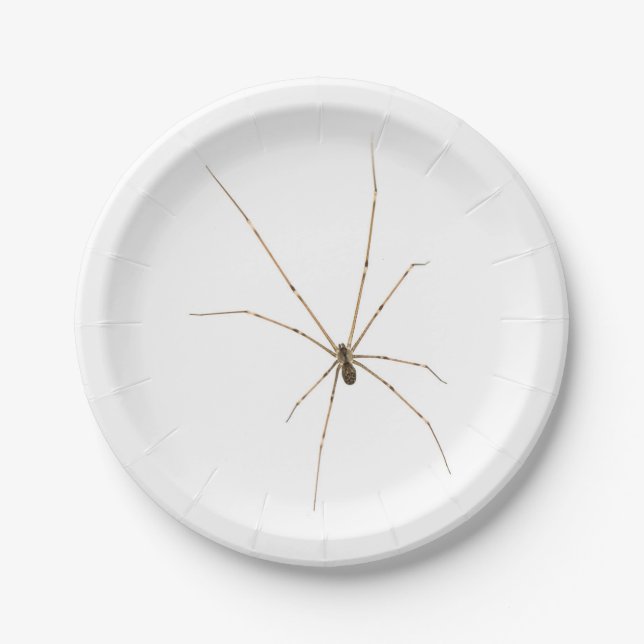 Spider Pappteller (Vorderseite)
