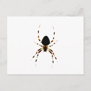 Spider pccnm postkarte
