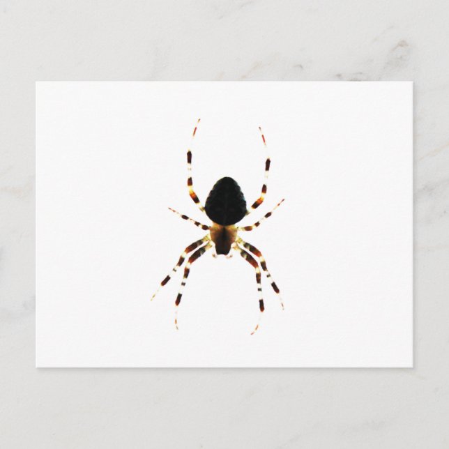 Spider pccnm postkarte (Vorderseite)