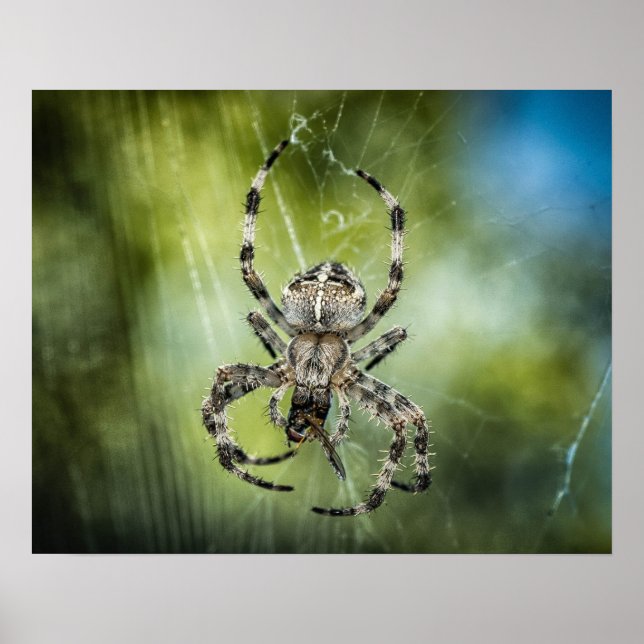 Spider Poster (Vorne)