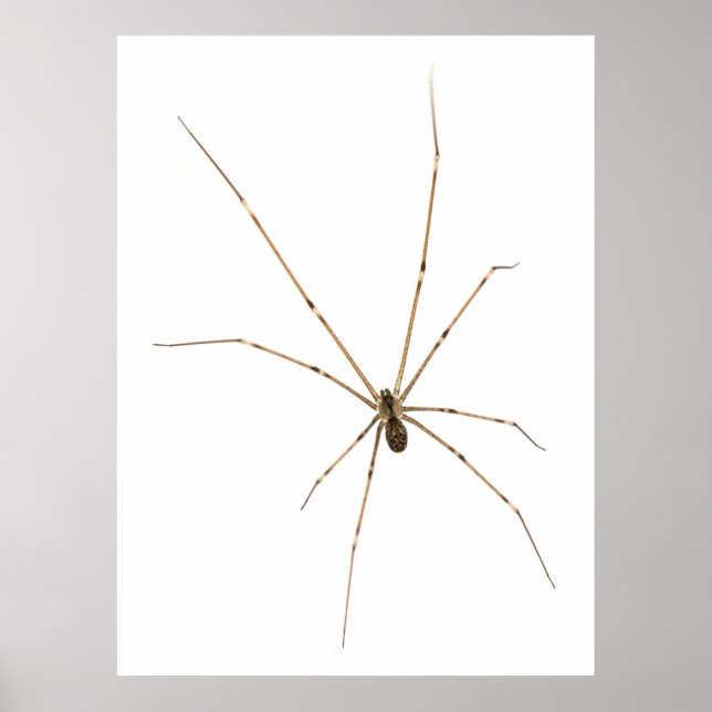 Spider Poster (Vorne)