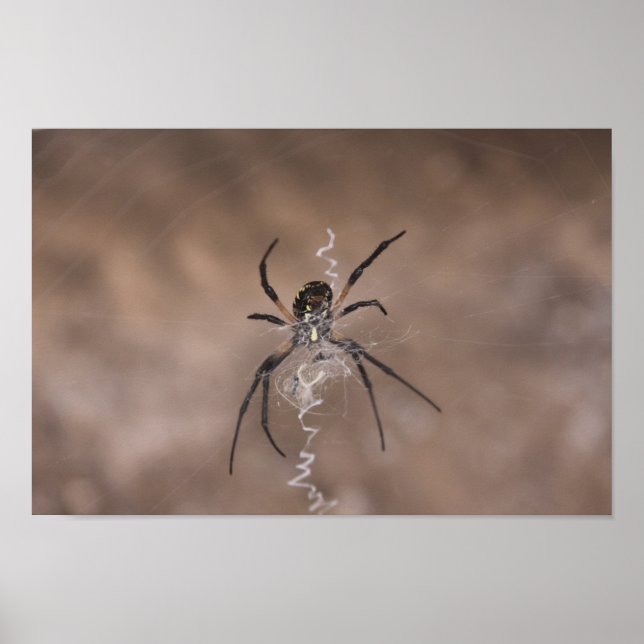 Spider Poster (Vorne)