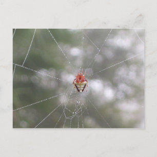 Spider Postkarte