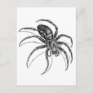 Spider Postkarte