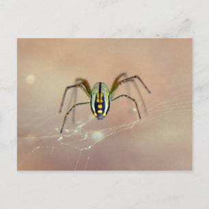 Spider Postkarte
