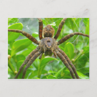 Spider-Postkarte Postkarte