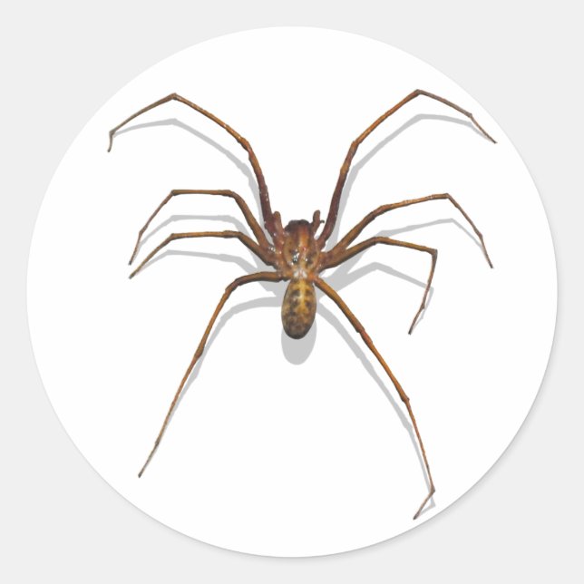 Spider Runder Aufkleber (Vorderseite)