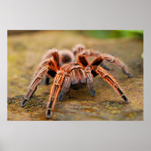 Spider Tarantula Insektenkunst Foto Poster