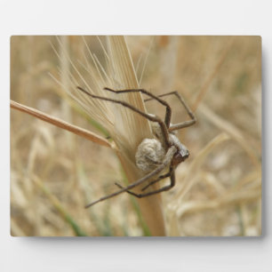 Spider und Egg Sac Plaque Fotoplatte