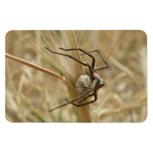 Spider und Eier Sac Premium Magnet