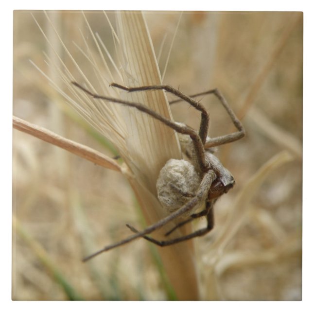 Spider und Eiersac Tile Fliese (Vorderseite)