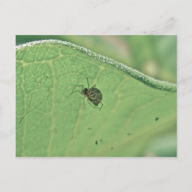 Spider Under Milkweed Leaf Postcard Postkarte (Vorderseite)