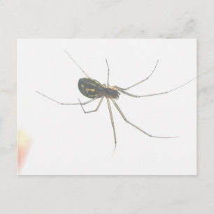 Spider Underside Postcard Postkarte