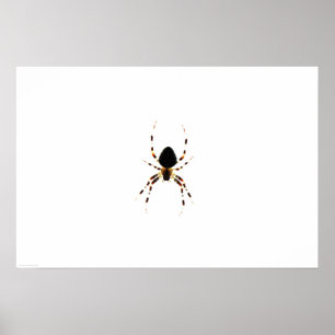 Spider Wapcn Poster
