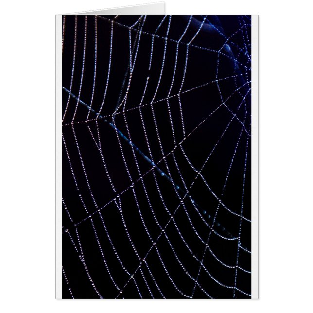 Spider Web (Vorne)