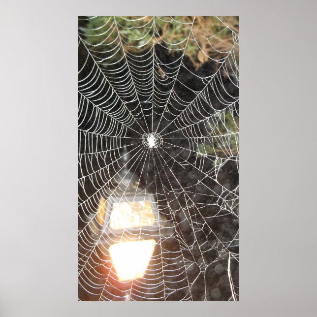 Spider Web bei Nachtfotografie Arachnologie Poster (Vorne)